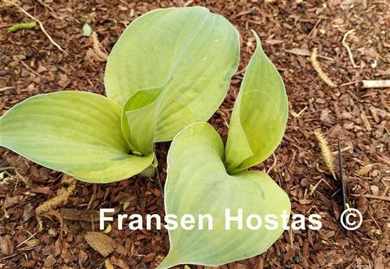 Hosta Dixie Ghost